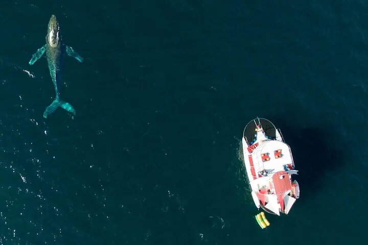 Luftaufnahme eines Wals, der nahe einem großen weißen Tourboot schwimmt