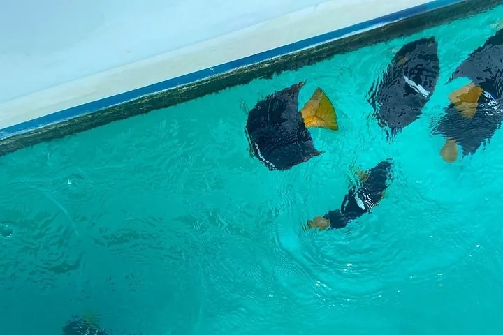 Mehrere schwarze Fische schwimmen im türkisfarbenen Wasser nahe einem weißen Boot